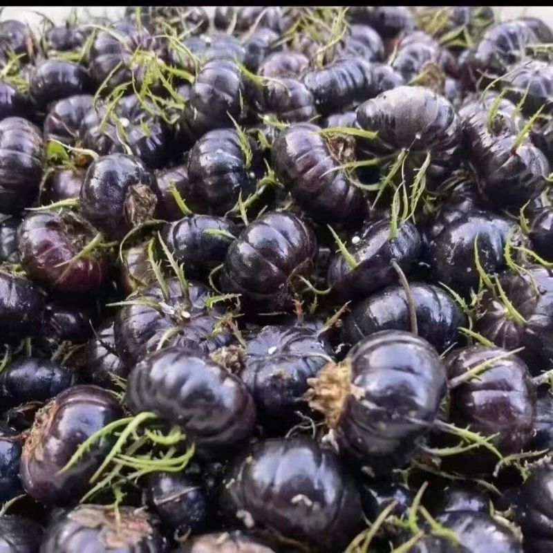 云南正宗红果参电商货支持一件代发
