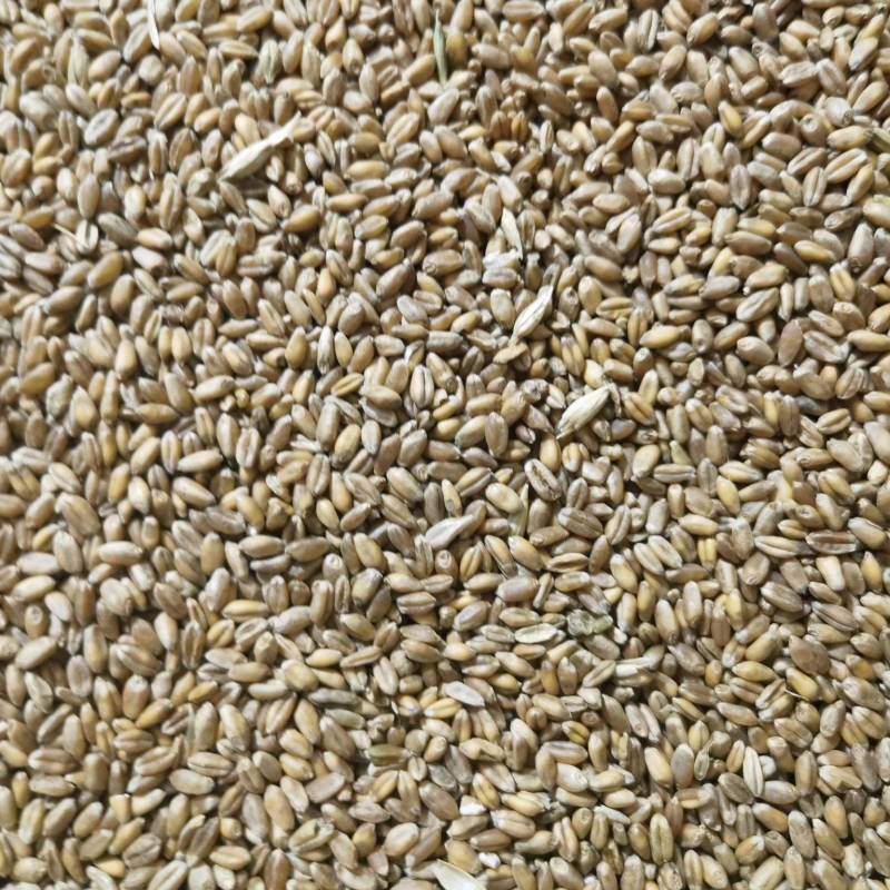 401小麦4000吨出售13.3水分