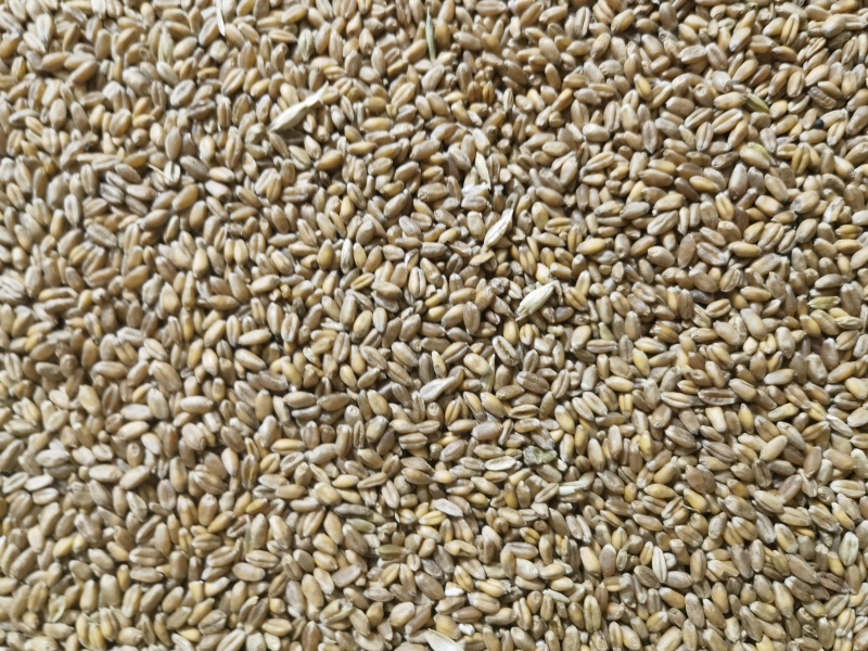 401小麦4000吨出售13.3水分