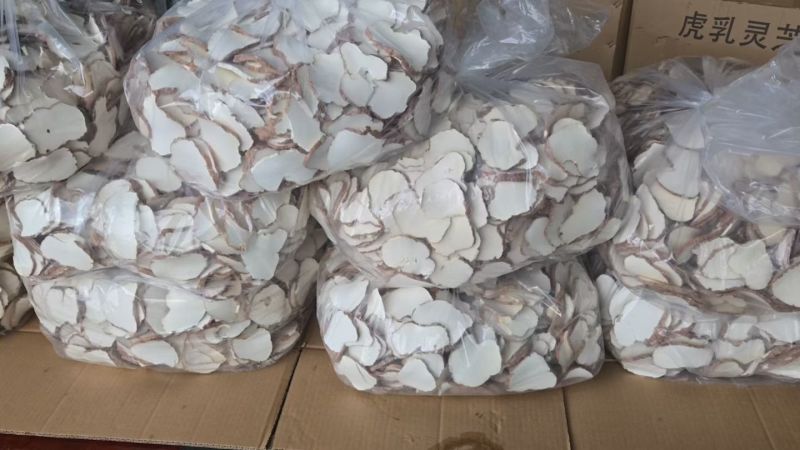 虎奶菇菌（海南产）野生、一级品、通货