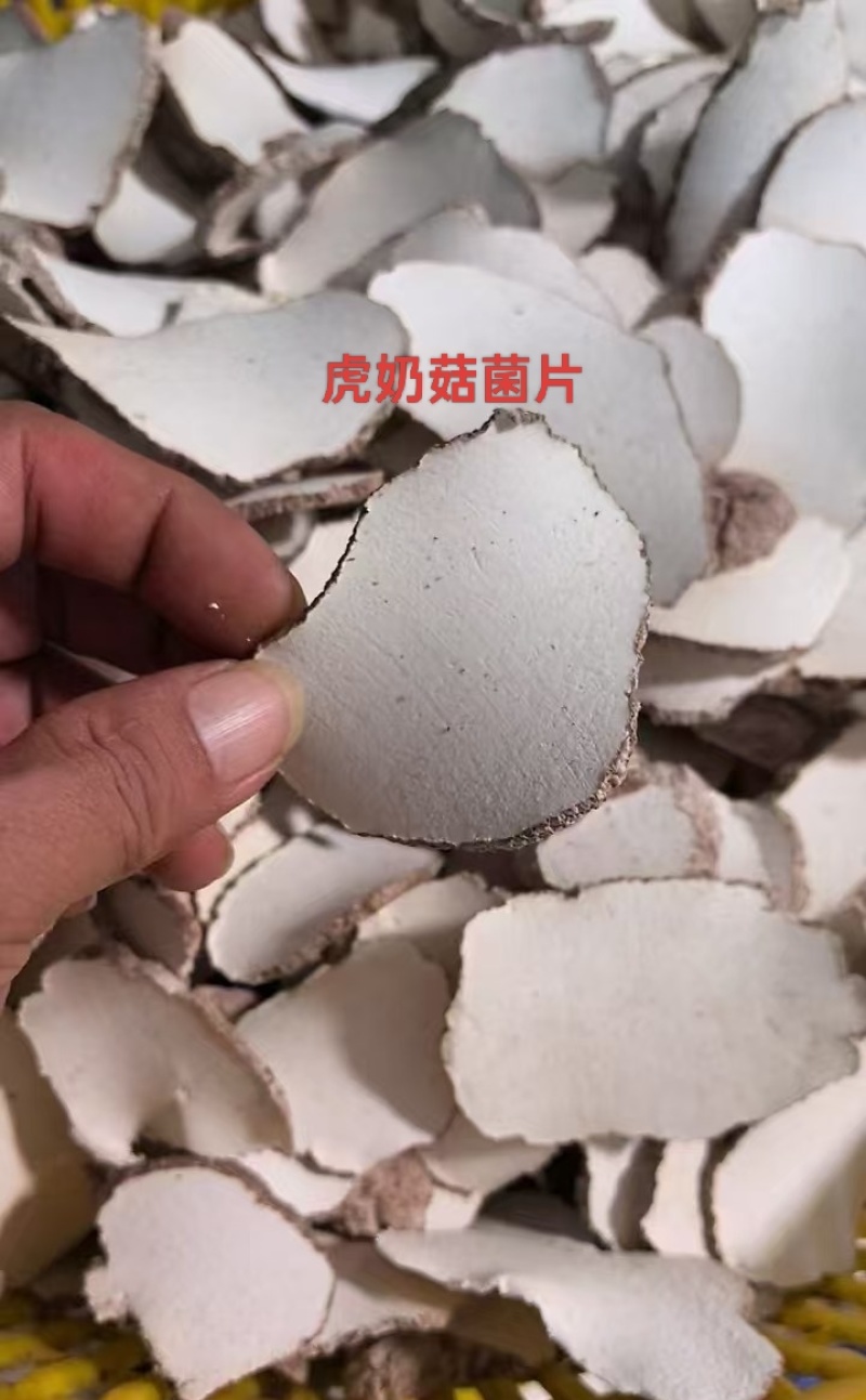 虎奶菇菌（海南产）野生、一级品、通货
