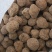 虎奶菇菌（海南产）野生、一级品、通货