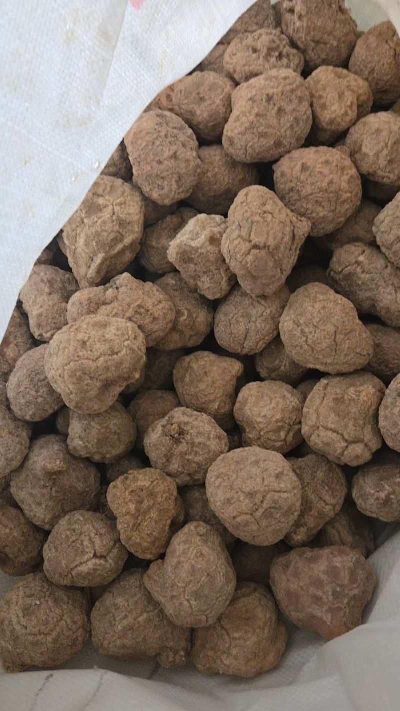 虎奶菇菌（海南产）野生、一级品、通货