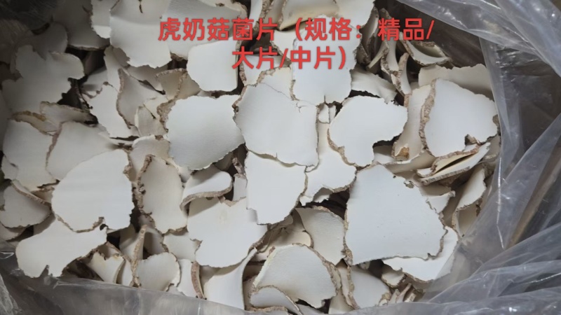 虎奶菇菌（海南产）野生、一级品、通货