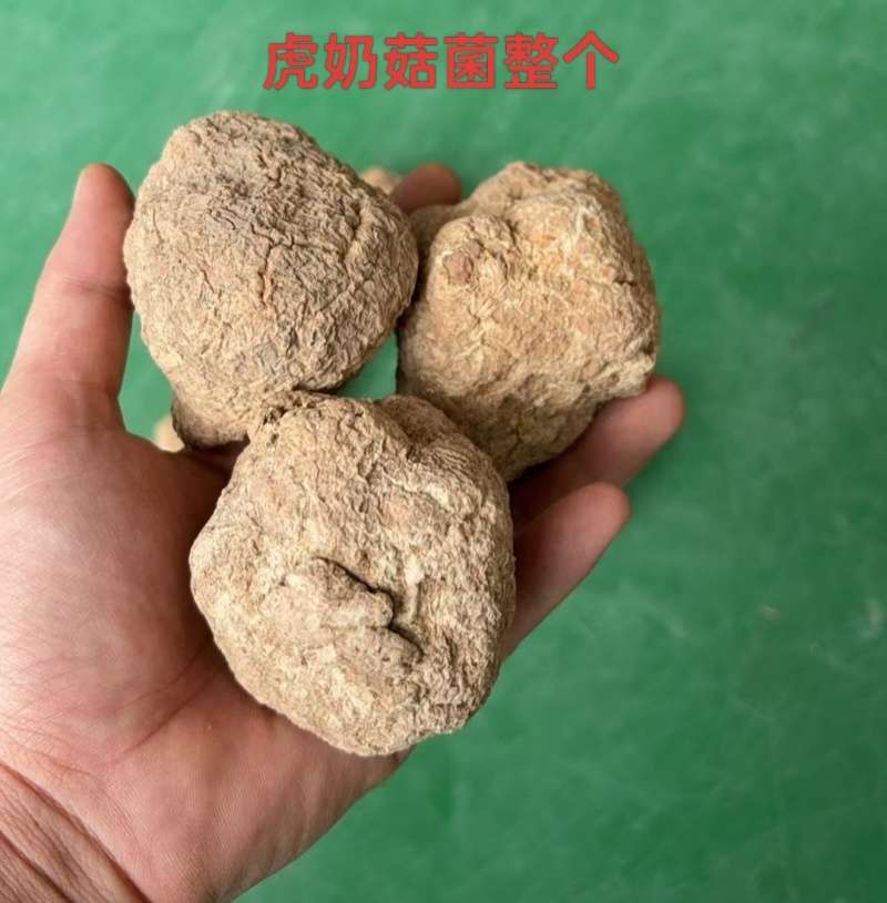 虎奶菇菌（海南产）野生、一级品、通货