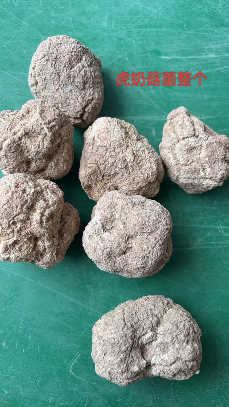 虎奶菇菌（海南产）野生、一级品、通货