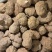 虎奶菇菌（海南产）野生、一级品、通货