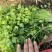 河南省中，棚货大叶，小叶铁杆青香菜，满足各种质量标准，