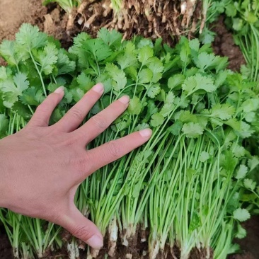河南省中，棚货大叶，小叶铁杆青香菜，满足各种质量标准，