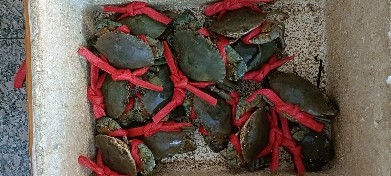 膏蟹