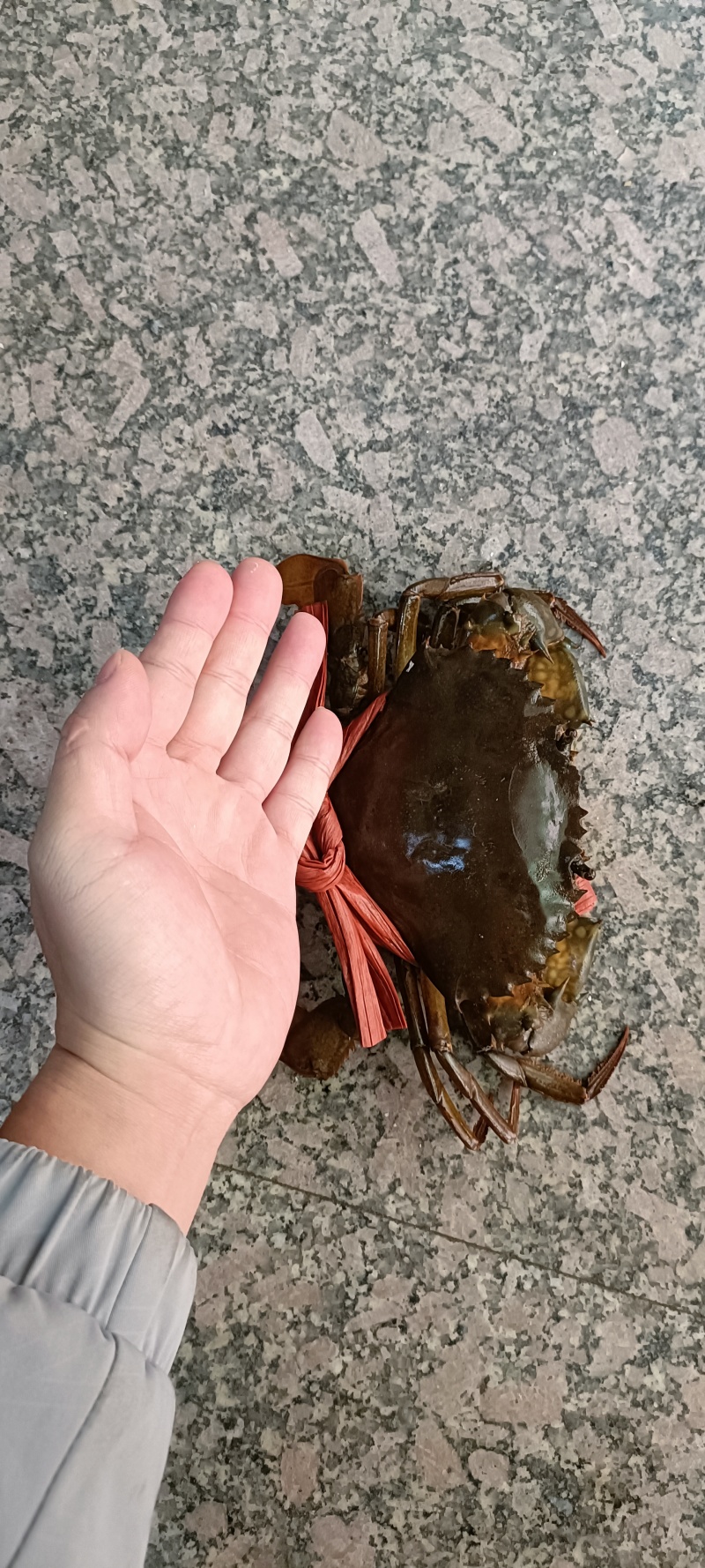 膏蟹
