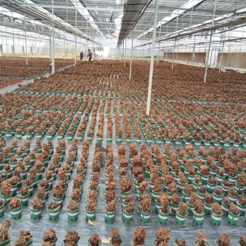 红磷蕨红鳞蕨室内盆景绿植