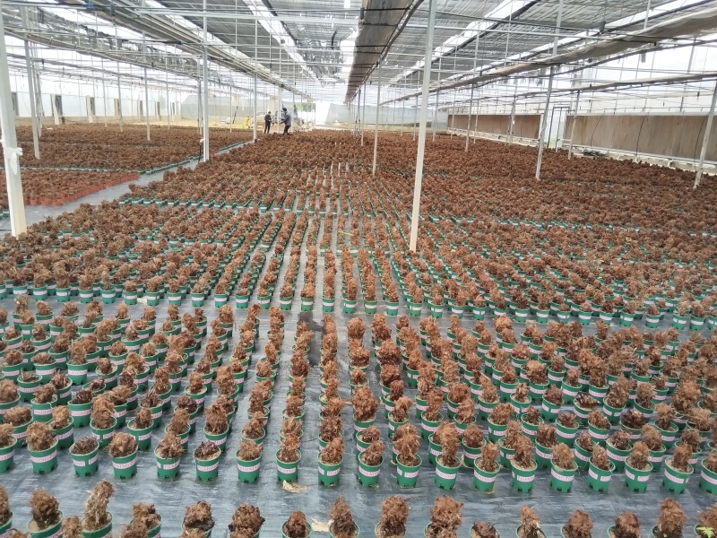红磷蕨红鳞蕨室内盆景绿植