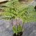 红磷蕨红鳞蕨室内盆景绿植