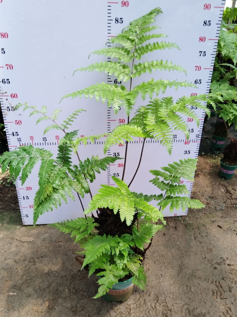 红磷蕨红鳞蕨室内盆景绿植