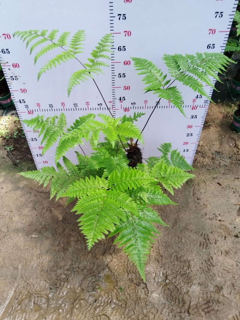 红磷蕨红鳞蕨室内盆景绿植
