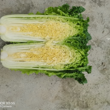 青麻叶大白菜