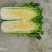 青麻叶大白菜