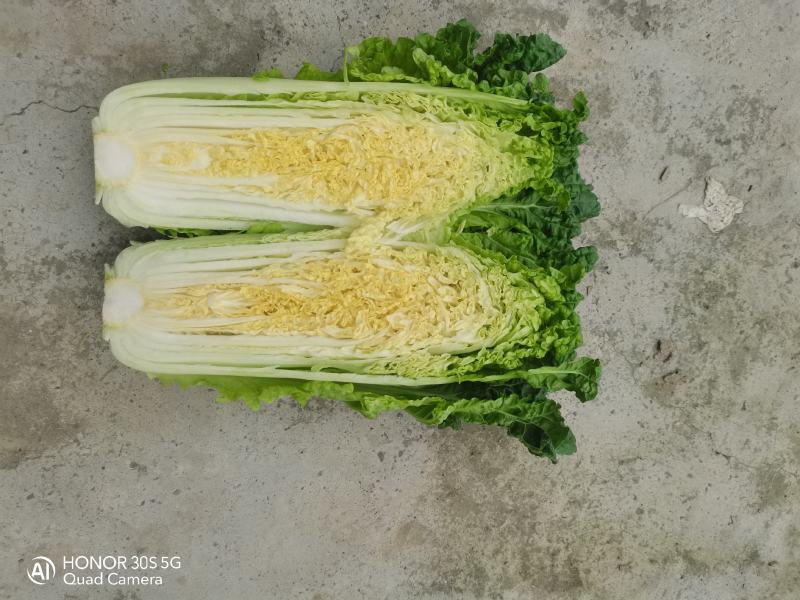 青麻叶大白菜