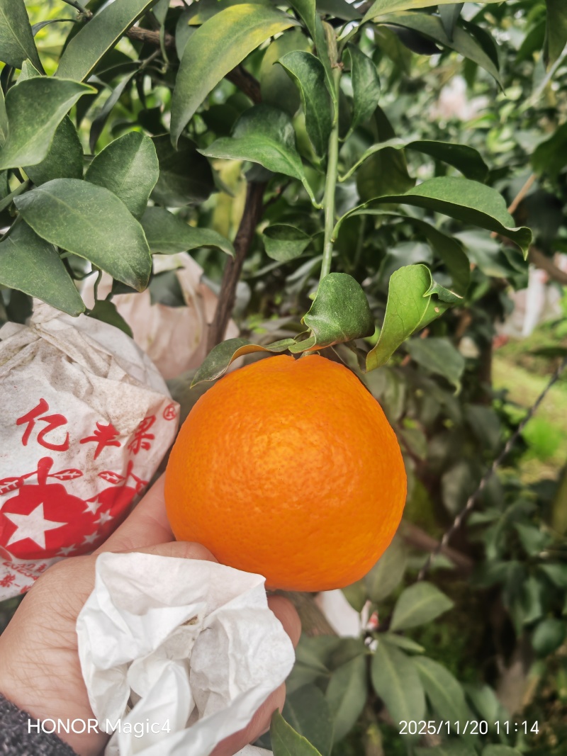 精品套袋爱媛果冻橙，大量出货中，欢迎订购！