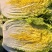 【精品黄心菜】秋晓矮颗白菜大量供应中需要联系包质量