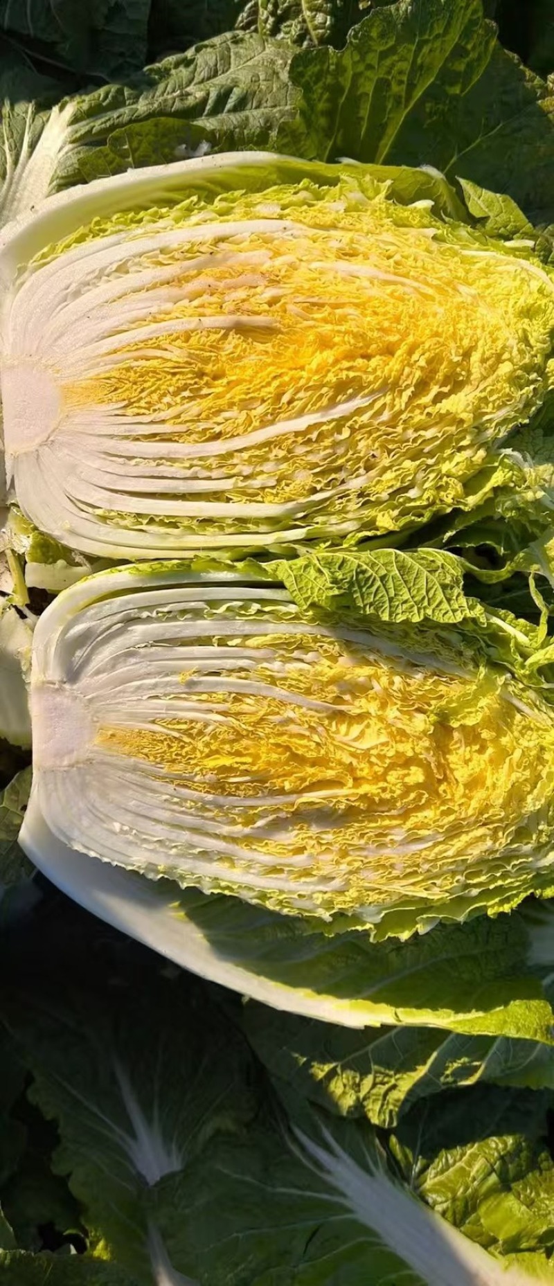 【精品黄心菜】秋晓矮颗白菜大量供应中需要联系包质量