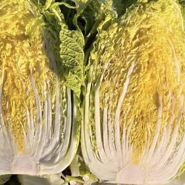 【精品黄心菜】秋晓矮颗白菜大量供应中需要联系包质量
