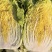 【精品黄心菜】秋晓矮颗白菜大量供应中需要联系包质量