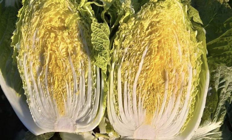 【精品黄心菜】秋晓矮颗白菜大量供应中需要联系包质量