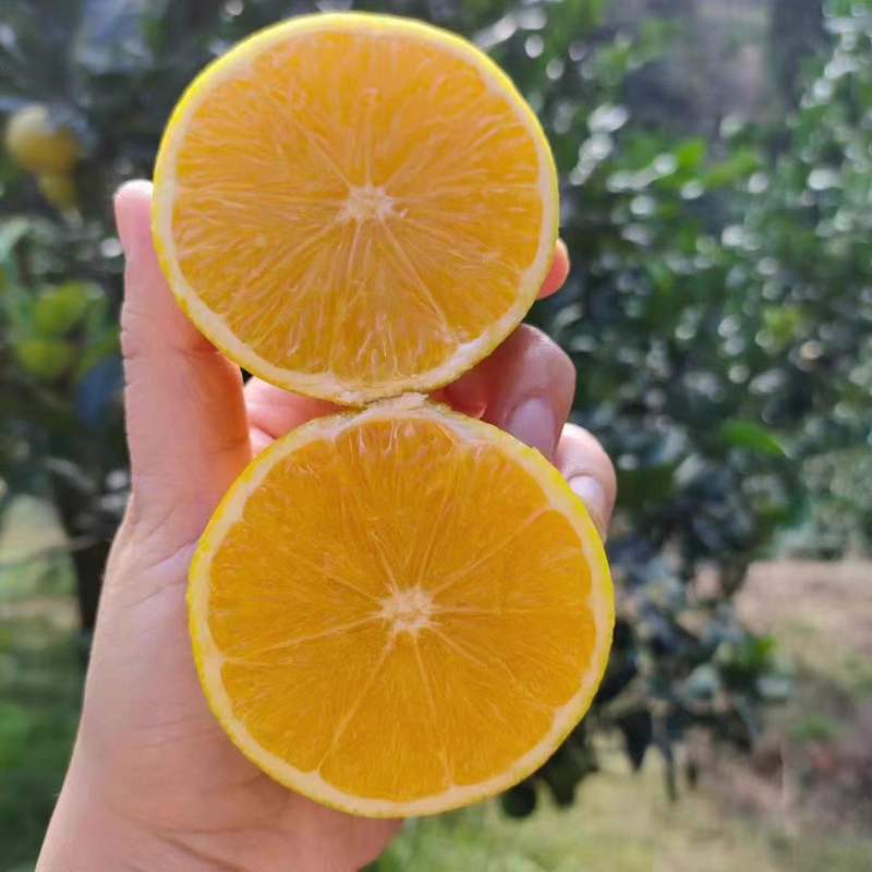 湖南怀化麻阳冰糖橙整车发货产地直发品质保证