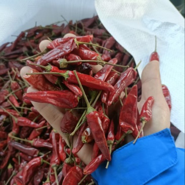 辣椒180吨、色选，洗好，精品售卖