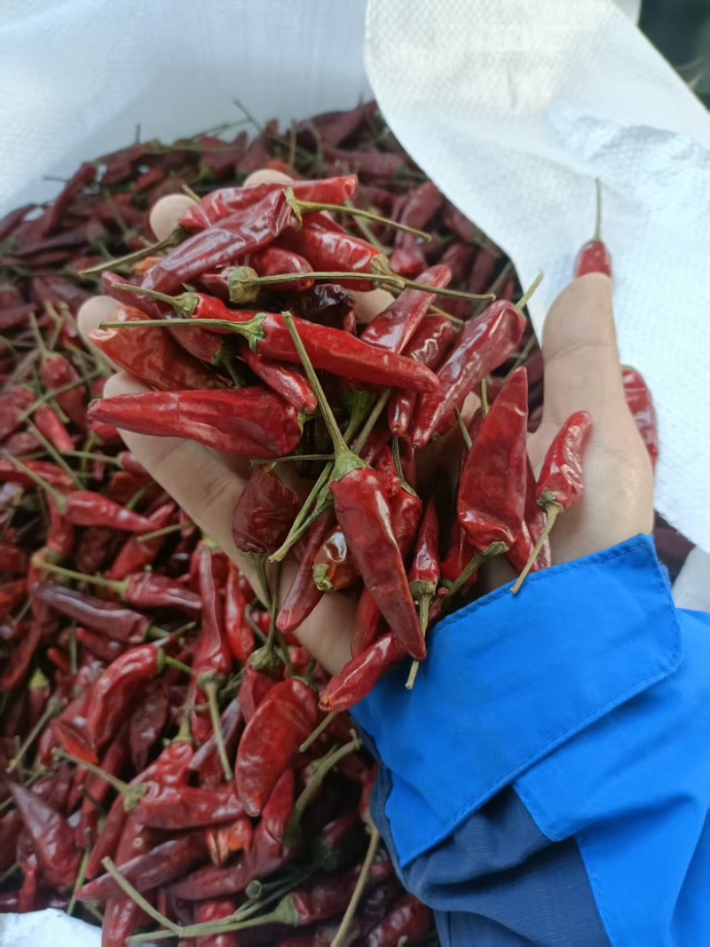 辣椒180吨、色选，洗好，精品售卖