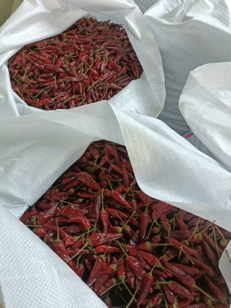辣椒180吨、色选，洗好，精品售卖