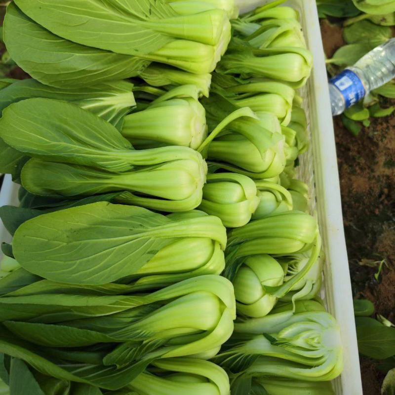 上海青菜
