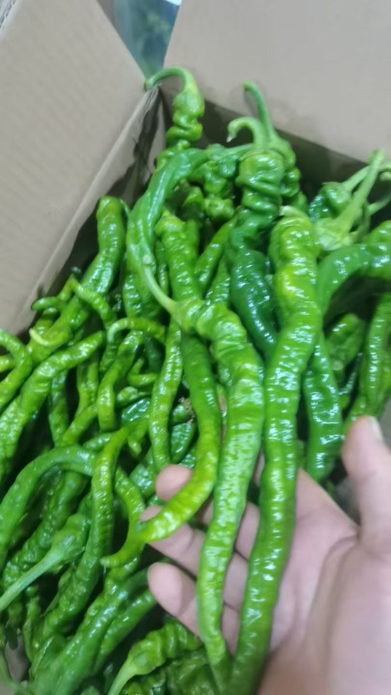 螺丝椒