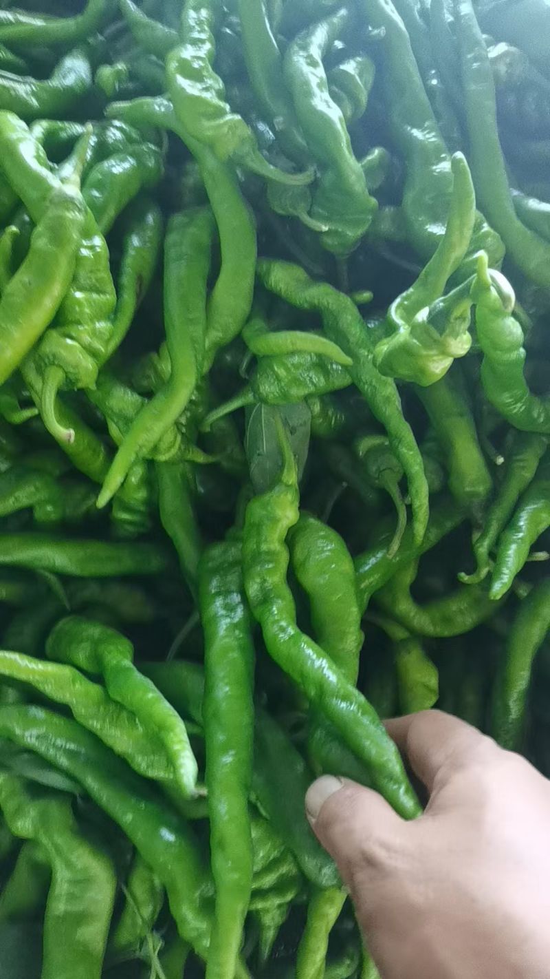 螺丝椒