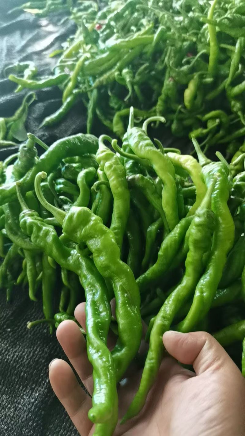 螺丝椒