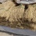 河北石家庄行唐纯红薯粉条批发