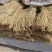 河北石家庄行唐纯红薯粉条批发