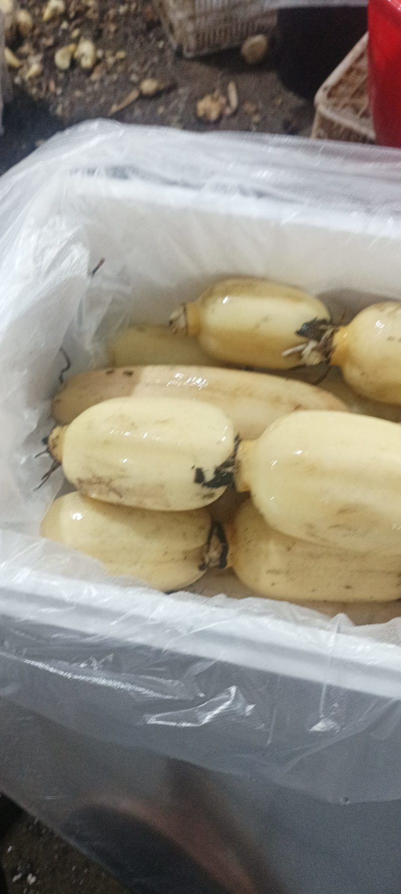 大飞莲藕自产自销