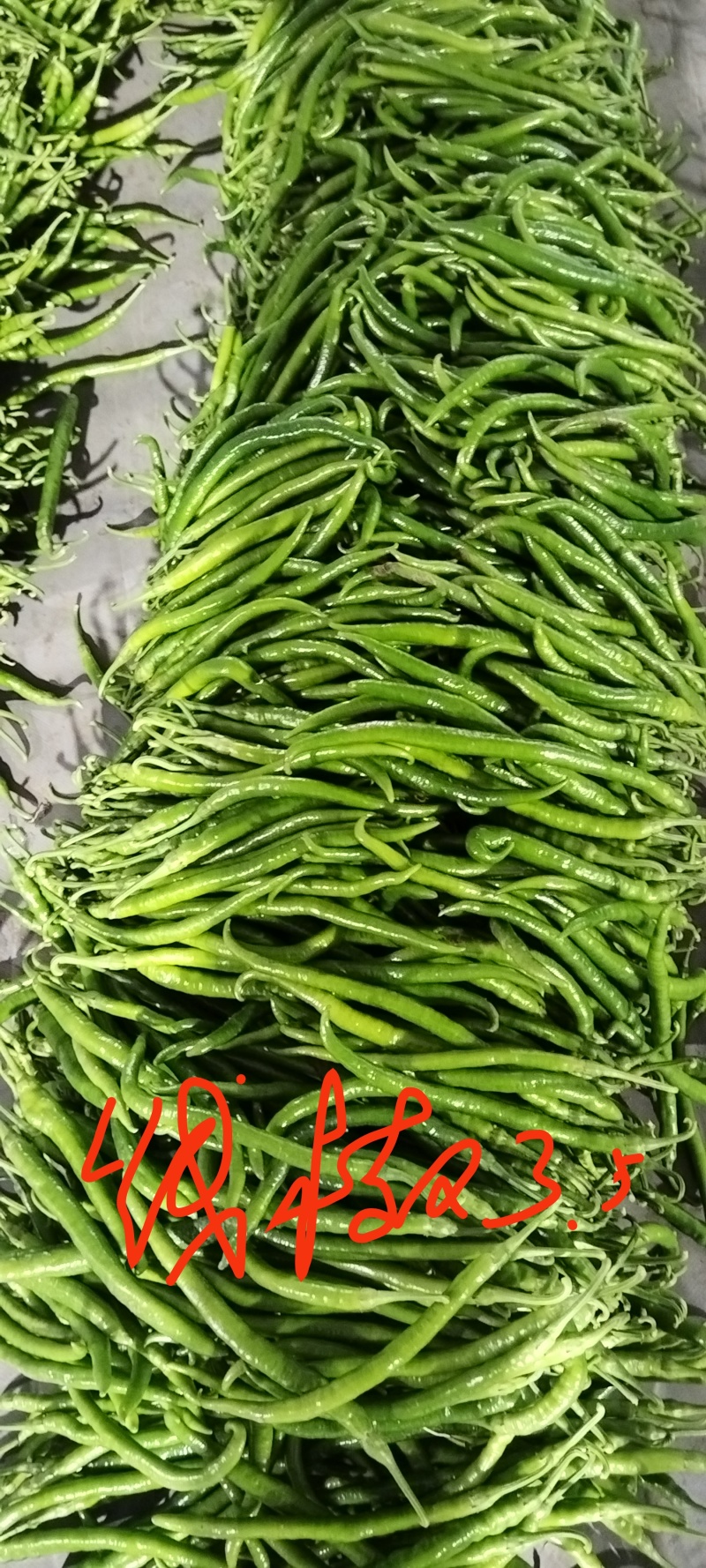 各种椒类