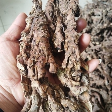 石菖蒲干货