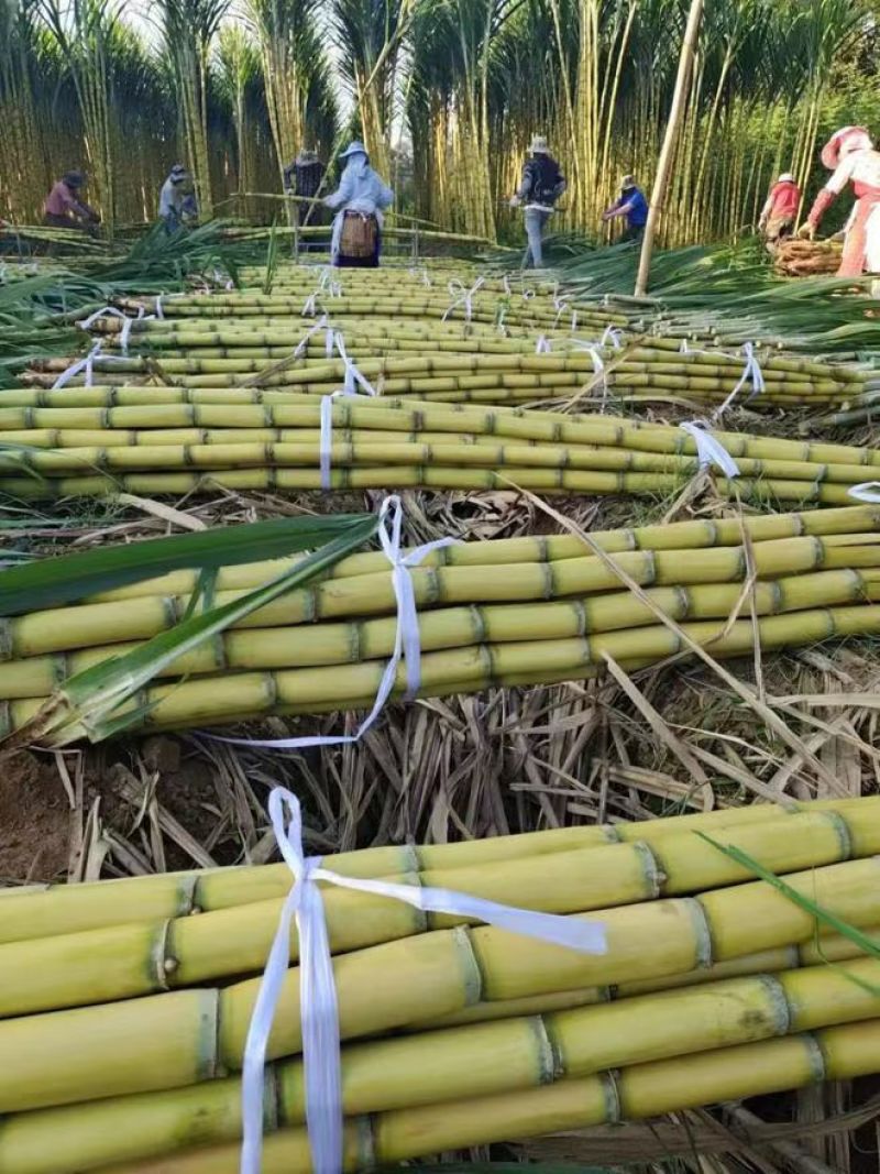 云南黄皮甘蔗脆甜多汁大量供应品质保证对接各大市场