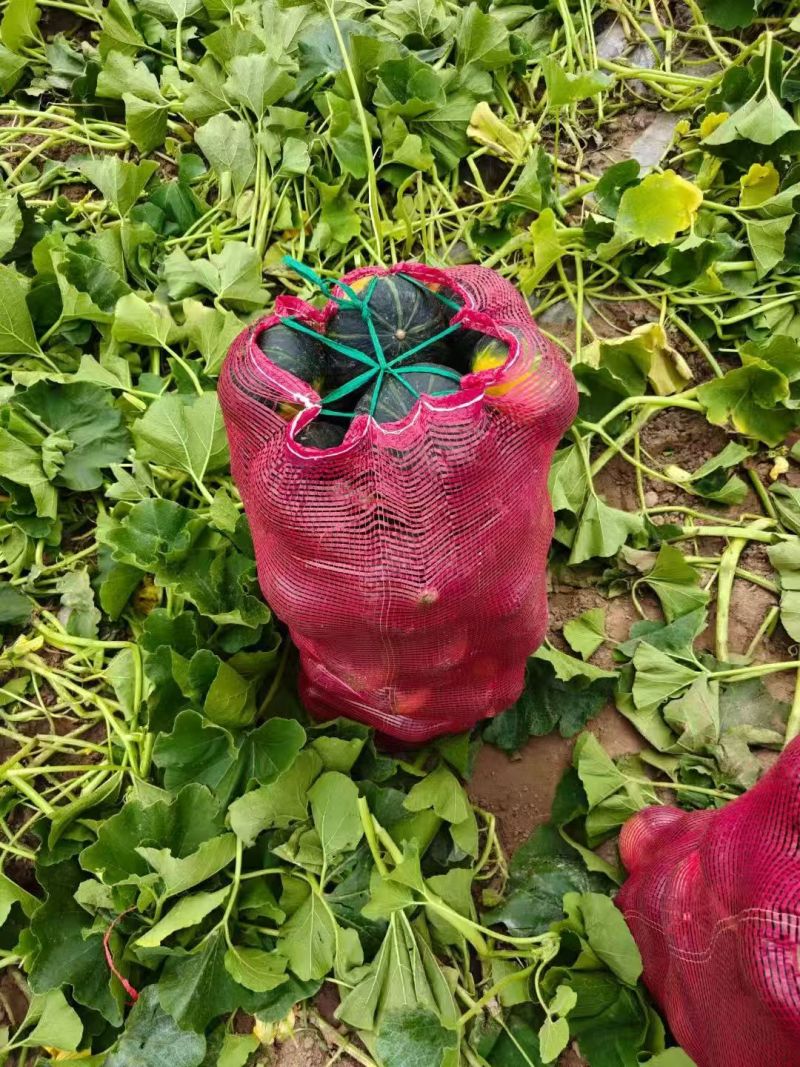 陕北沙漠贝贝南瓜持续供应