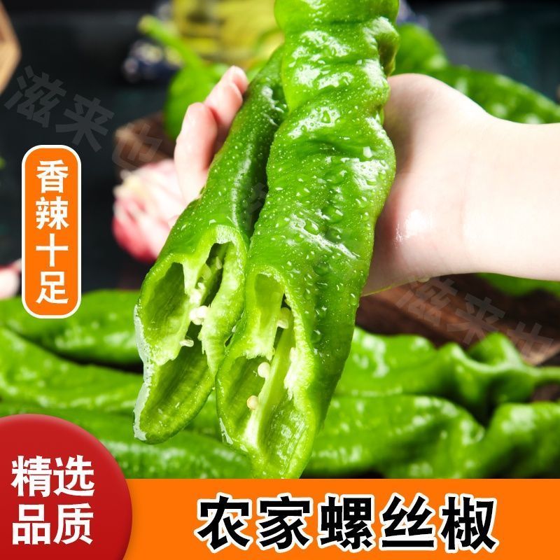 薄皮香辣螺丝椒现摘现发电商可一件代发