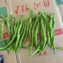 广东螺丝椒，罗线，产地直发，量大质优，欢迎合作