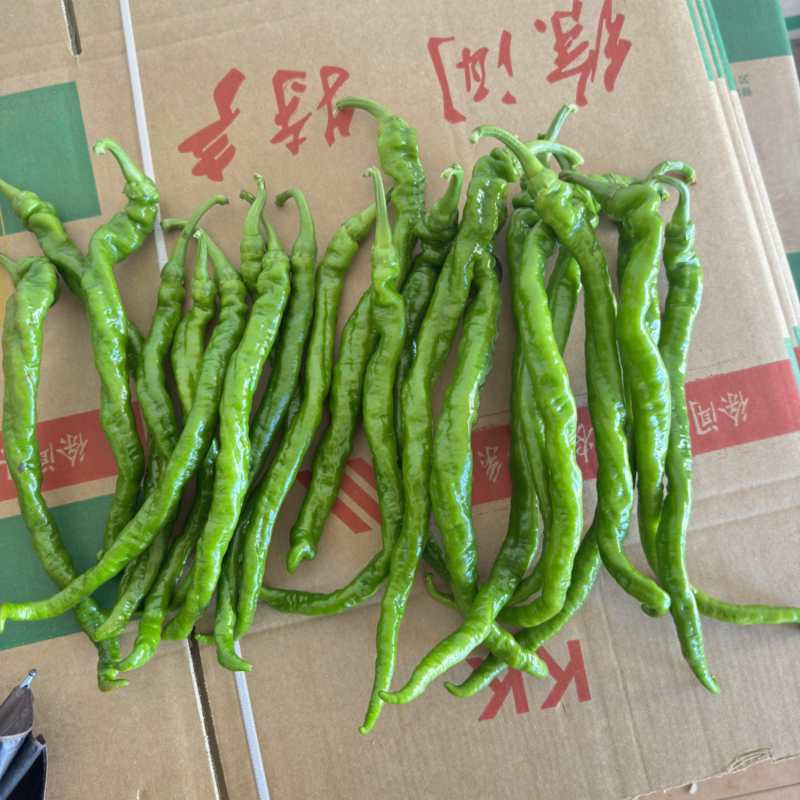 广东螺丝椒，罗线，产地直发，量大质优，欢迎合作