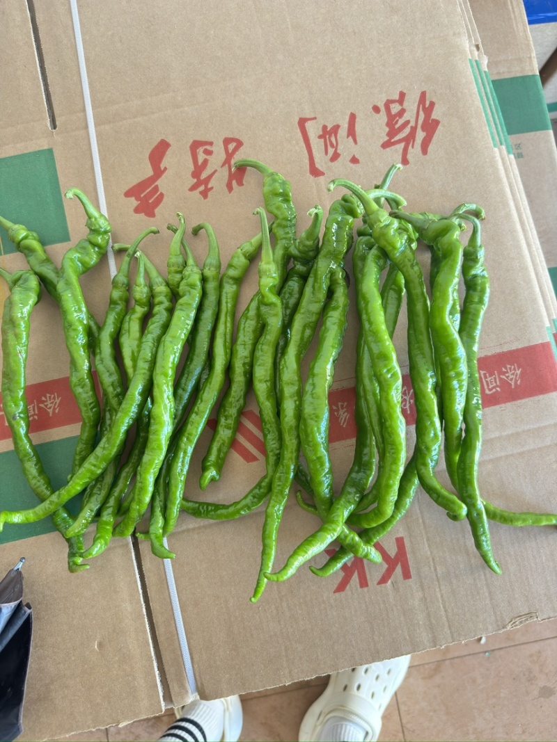 广东螺丝椒，罗线，产地直发，量大质优，欢迎合作