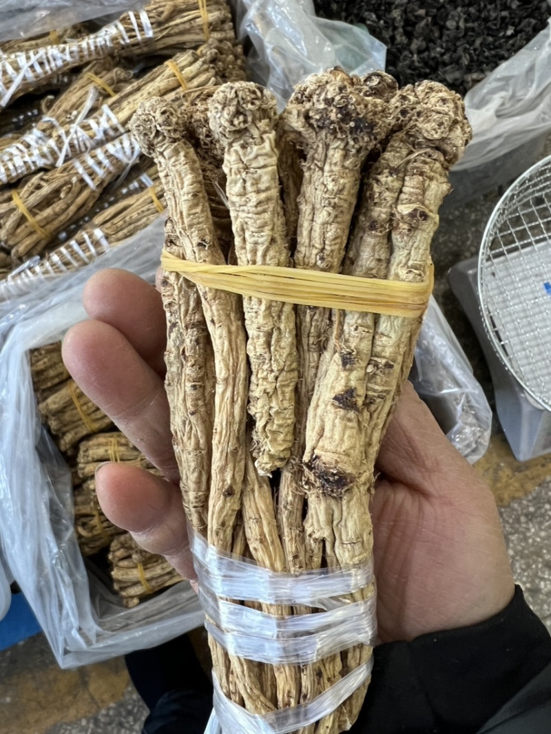 野生老党参