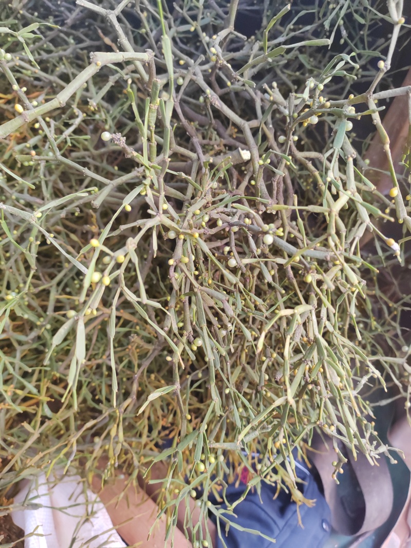 寄生草